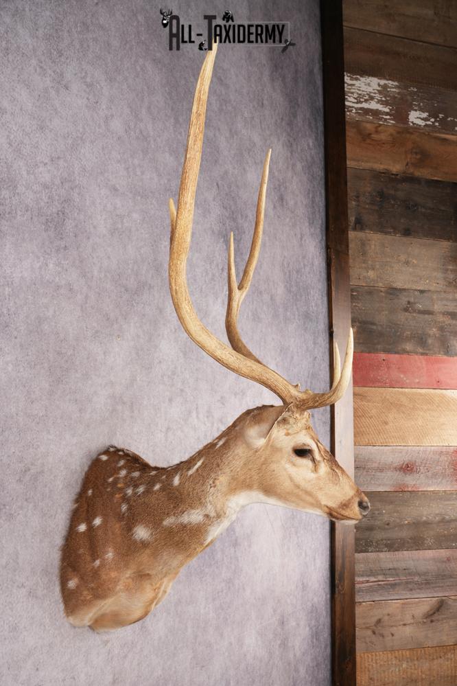 Axis Deer SKU 3273 - Image 7