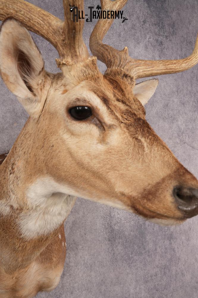 Axis Deer SKU 3273 - Image 6