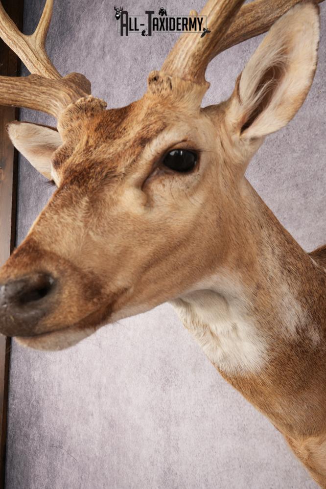 Axis Deer SKU 3273 - Image 5