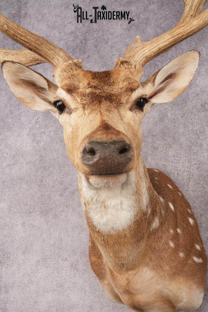 Axis Deer SKU 3273 - Image 4