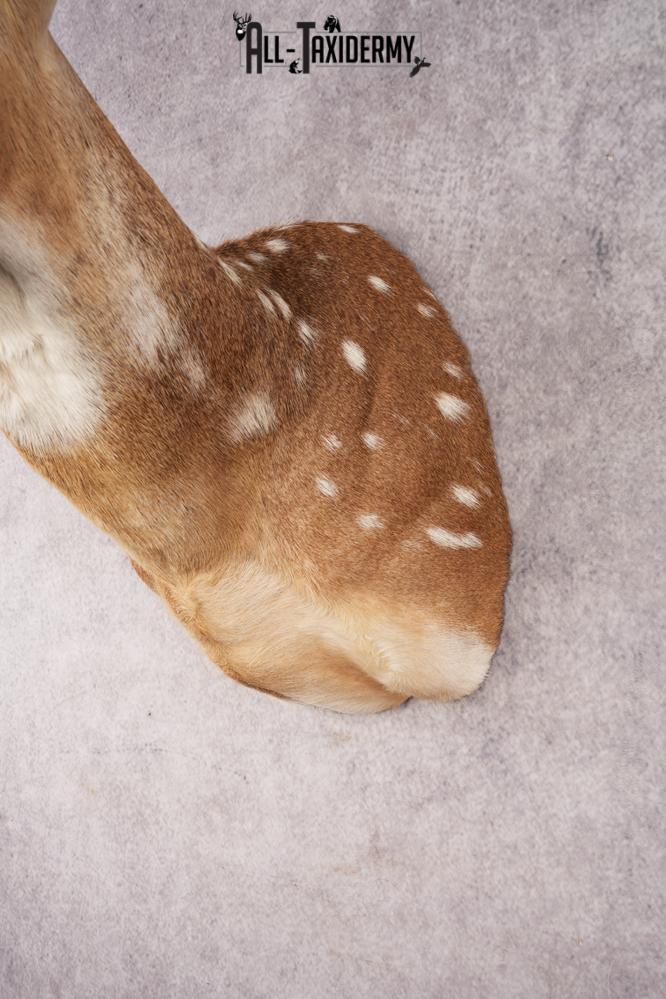 Axis Deer SKU 3273 - Image 3