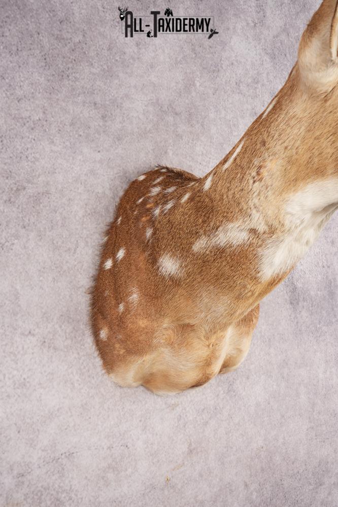 Axis Deer SKU 3273 - Image 2