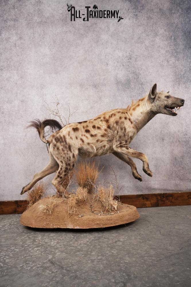 African Hyena SKU 3261