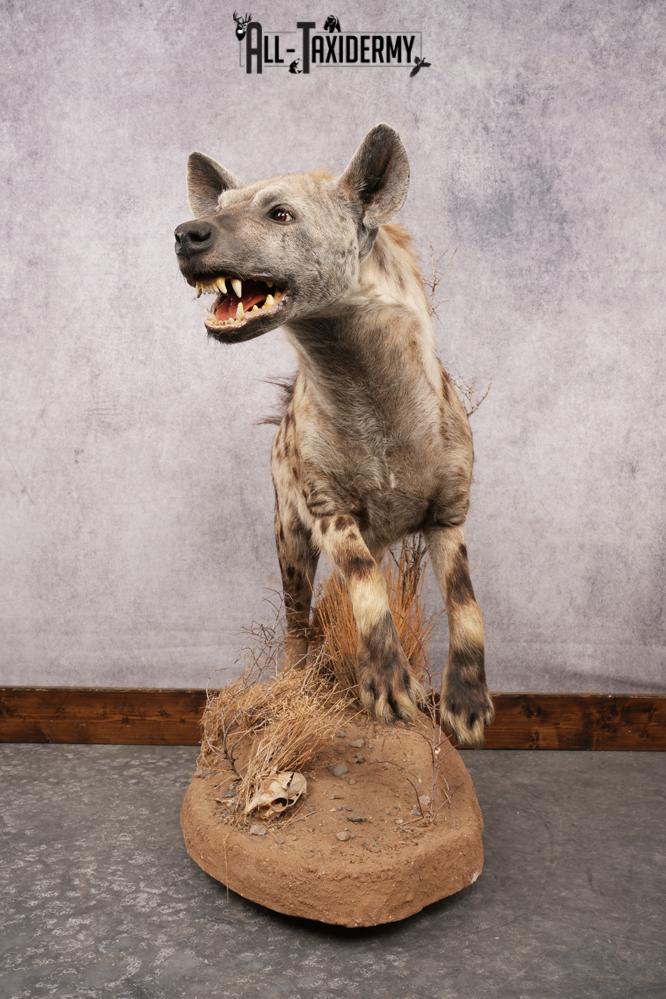 African Hyena SKU 3261 - Image 9