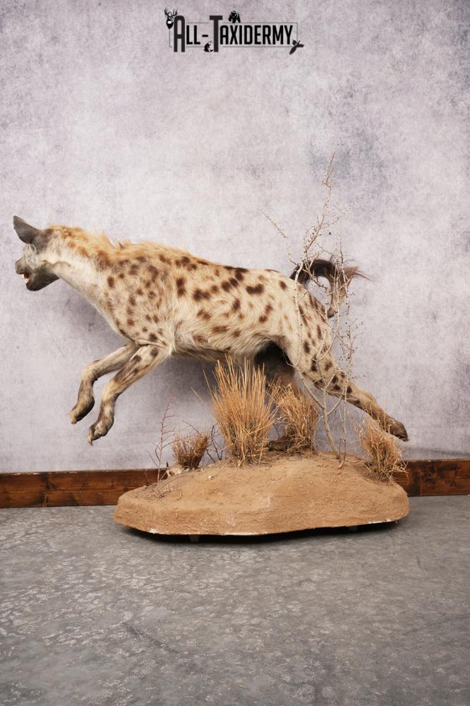 African Hyena SKU 3261 - Image 8