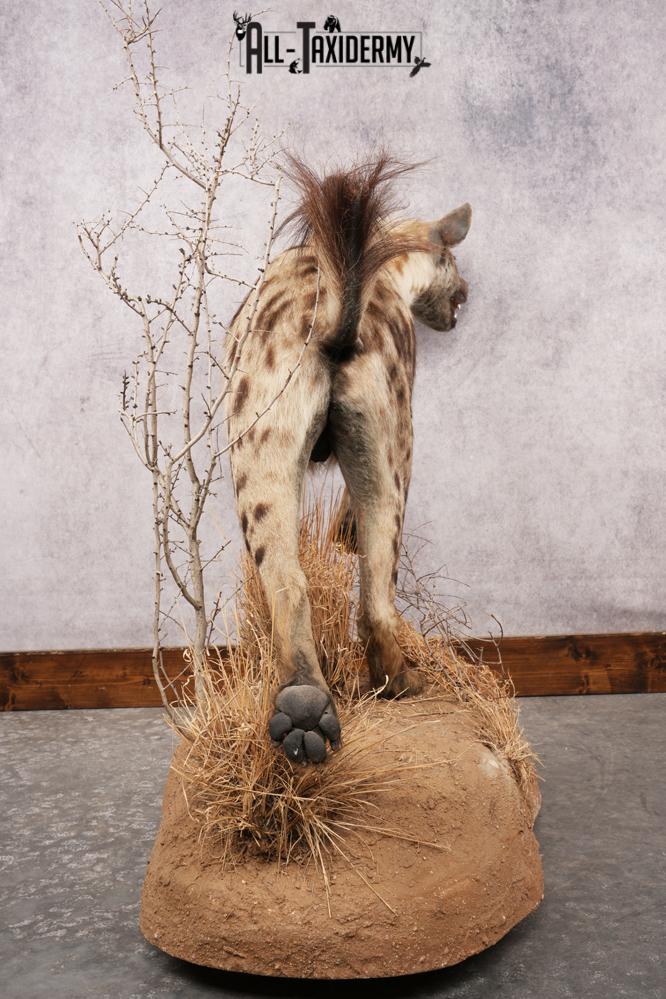 African Hyena SKU 3261 - Image 7