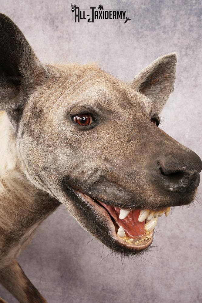 African Hyena SKU 3261 - Image 6