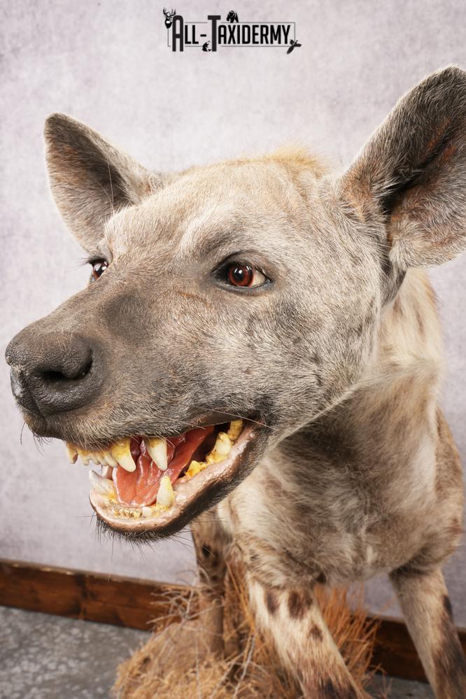 African Hyena SKU 3261 - Image 5