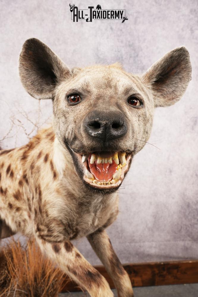 African Hyena SKU 3261 - Image 4