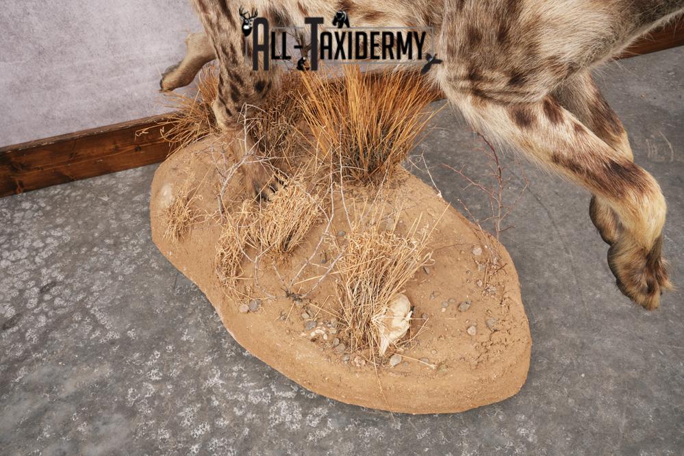 African Hyena SKU 3261 - Image 3