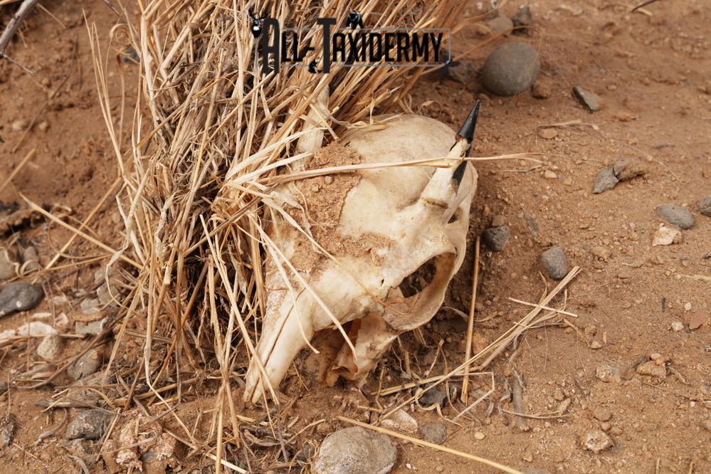 African Hyena SKU 3261 - Image 2