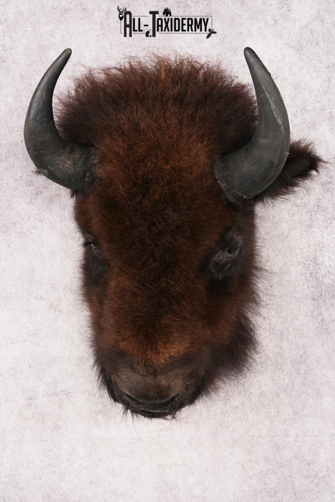 Bison Head Mount SKU 3198
