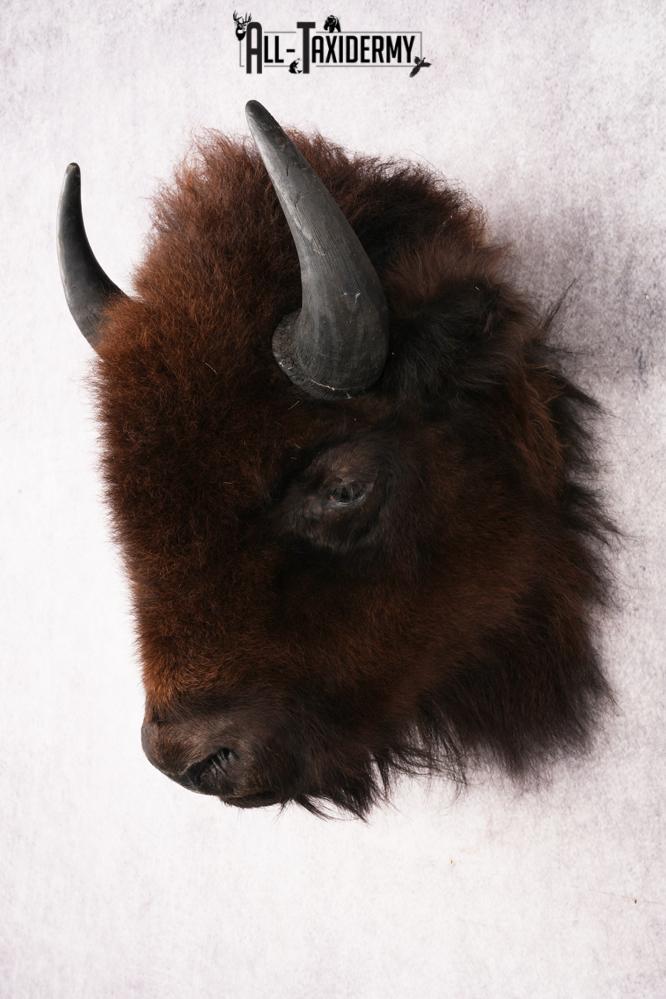 Bison Head Mount SKU 3198 - Image 8