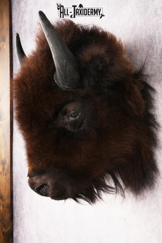 Bison Head Mount SKU 3198 - Image 7