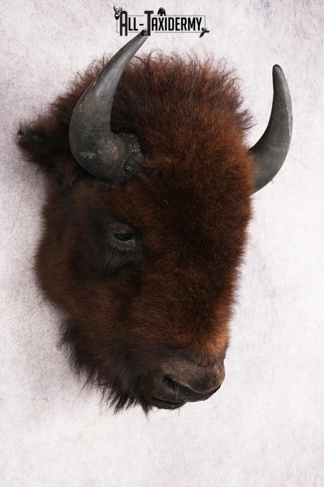 Bison Head Mount SKU 3198 - Image 6