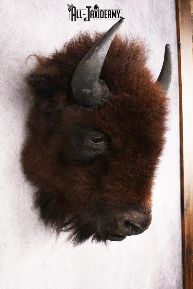Bison Head Mount SKU 3198 - Image 5