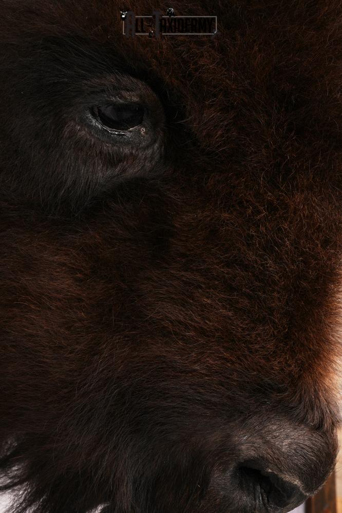 Bison Head Mount SKU 3198 - Image 4