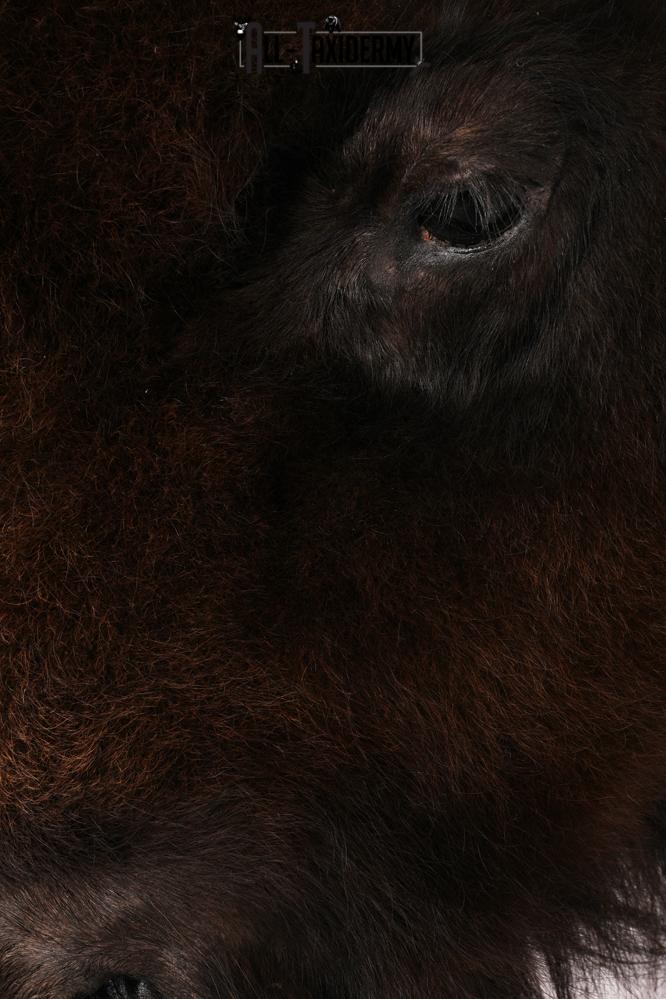 Bison Head Mount SKU 3198 - Image 3