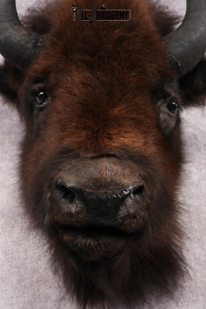 Bison Head Mount SKU 3198 - Image 2