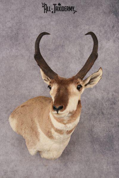 Pronghorn Antelope SKU 3276