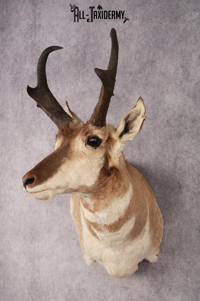 Pronghorn Antelope SKU 3276 - Image 8