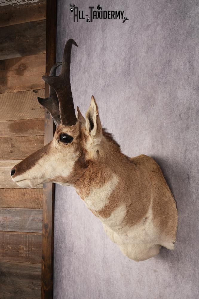 Pronghorn Antelope SKU 3276 - Image 7