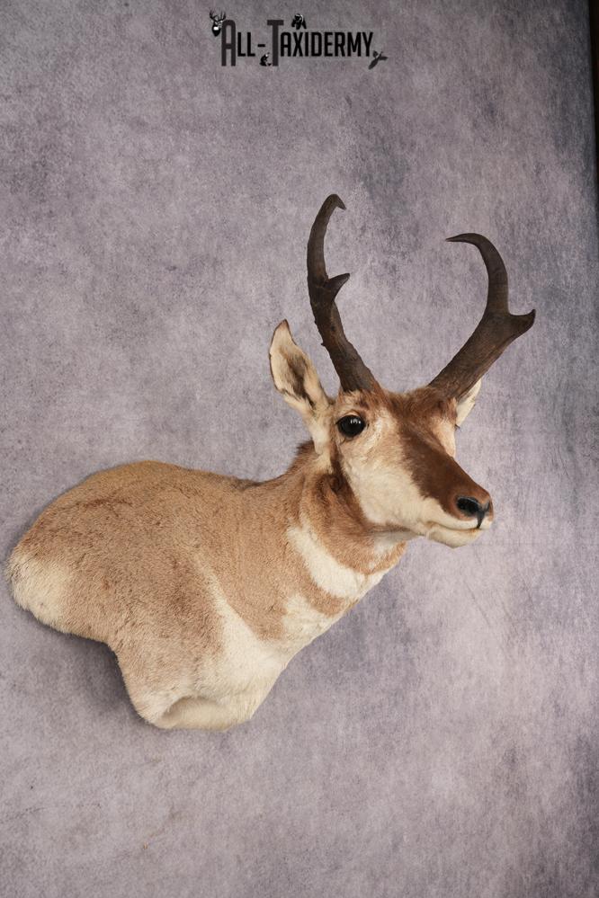 Pronghorn Antelope SKU 3276 - Image 6