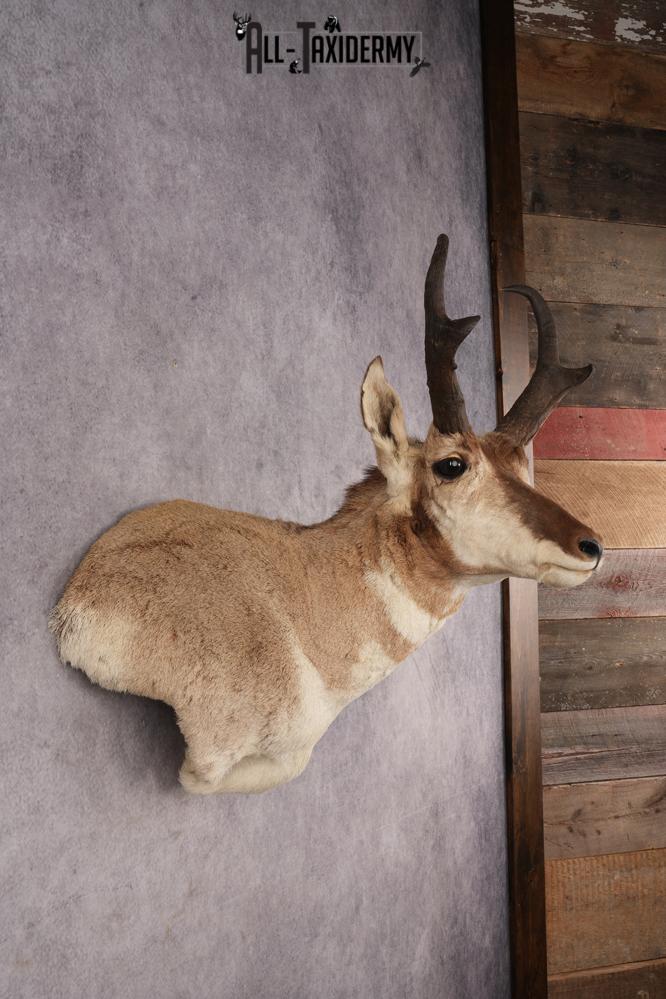 Pronghorn Antelope SKU 3276 - Image 5