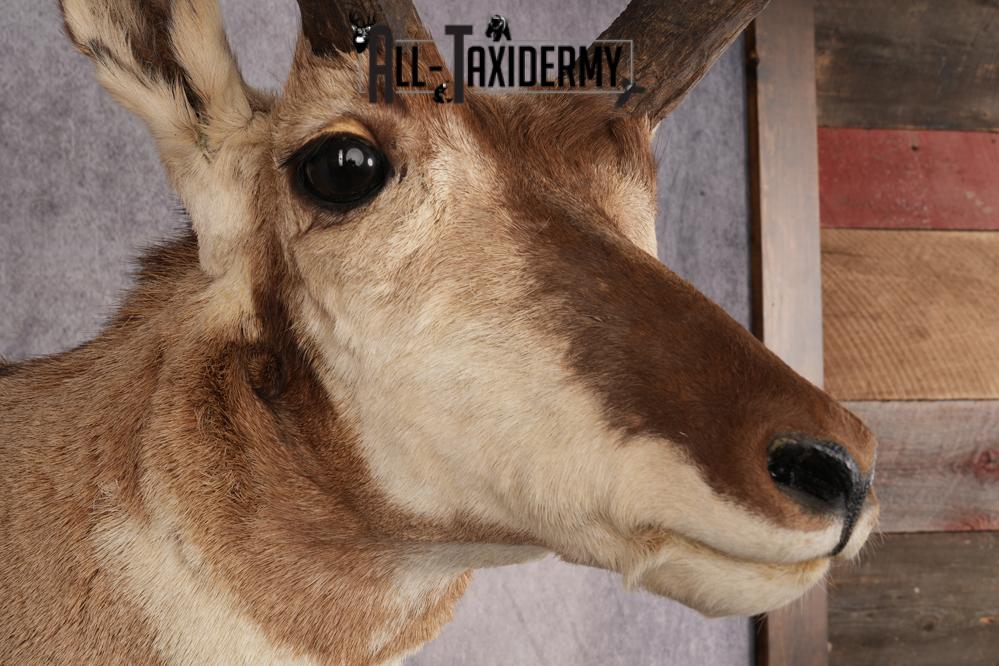 Pronghorn Antelope SKU 3276 - Image 4