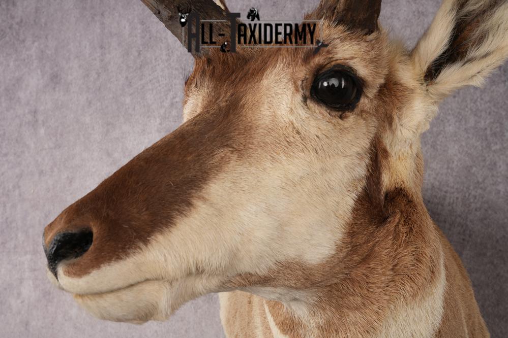 Pronghorn Antelope SKU 3276 - Image 3