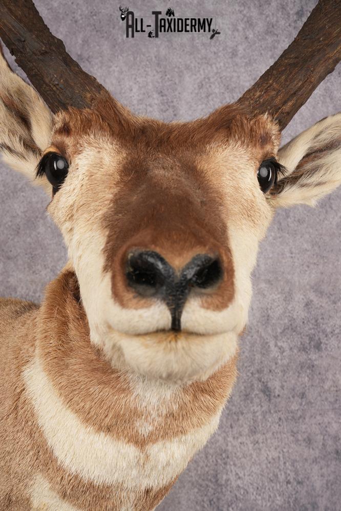 Pronghorn Antelope SKU 3276 - Image 2