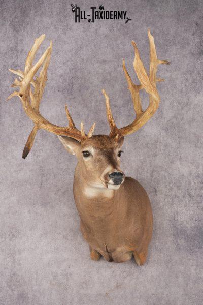 Whitetail Deer SKU 3218