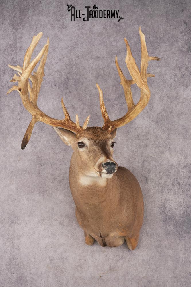 Whitetail Deer SKU 3218