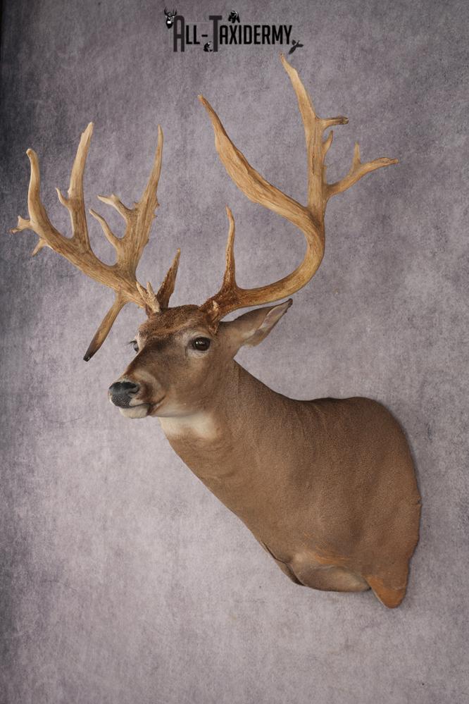 Whitetail Deer SKU 3218 - Image 9