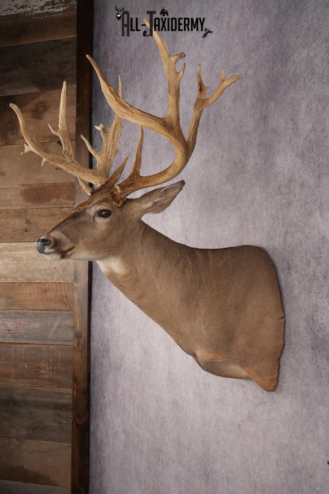 Whitetail Deer SKU 3218 - Image 8