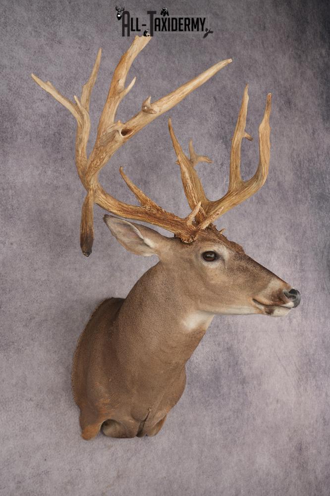 Whitetail Deer SKU 3218 - Image 7