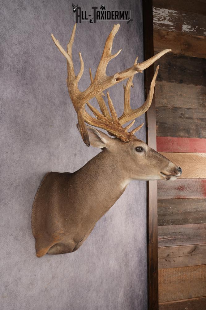 Whitetail Deer SKU 3218 - Image 6