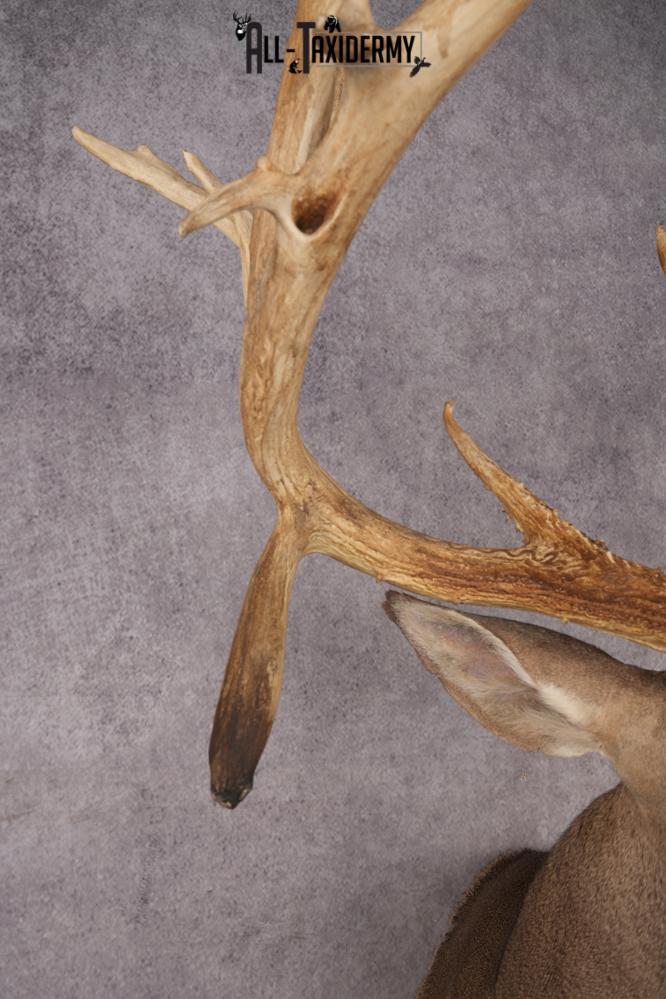 Whitetail Deer SKU 3218 - Image 5