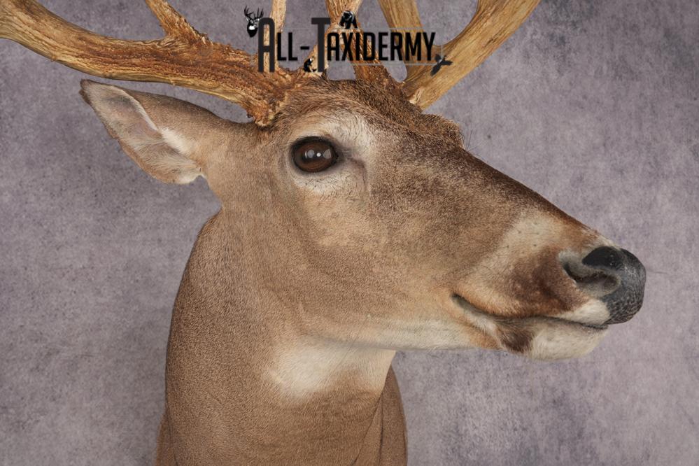Whitetail Deer SKU 3218 - Image 4