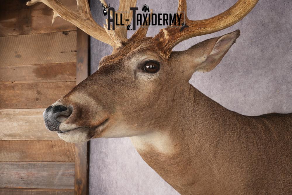 Whitetail Deer SKU 3218 - Image 3