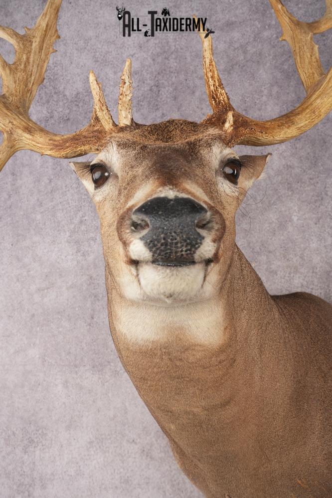 Whitetail Deer SKU 3218 - Image 2