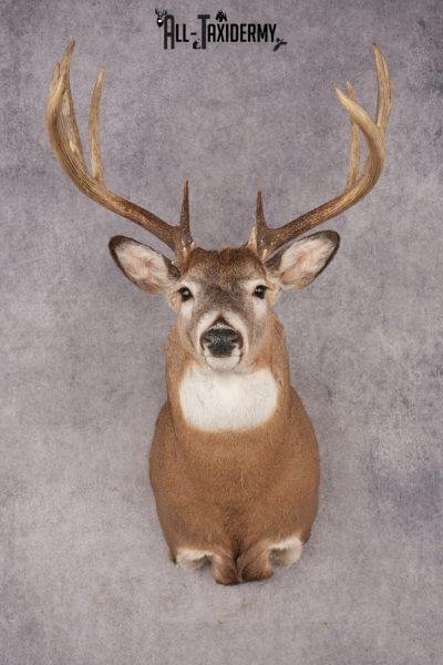 Whitetail Deer SKU 3214