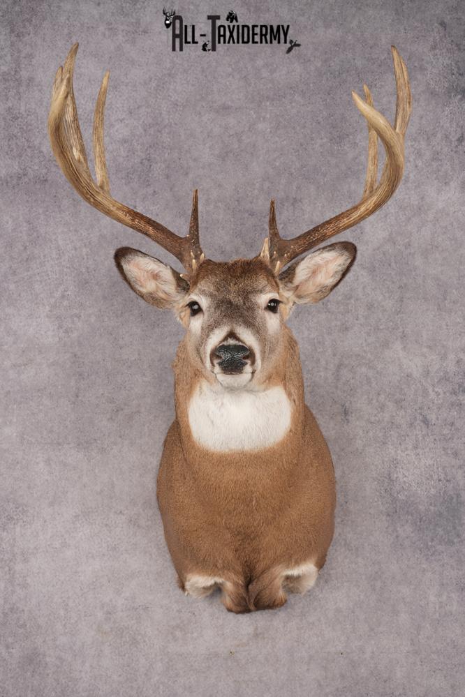 Whitetail Deer SKU 3214