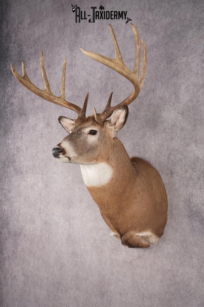 Whitetail Deer SKU 3214 - Image 8