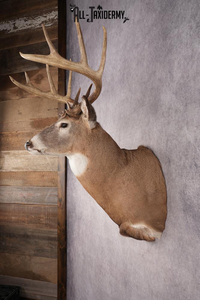 Whitetail Deer SKU 3214 - Image 7