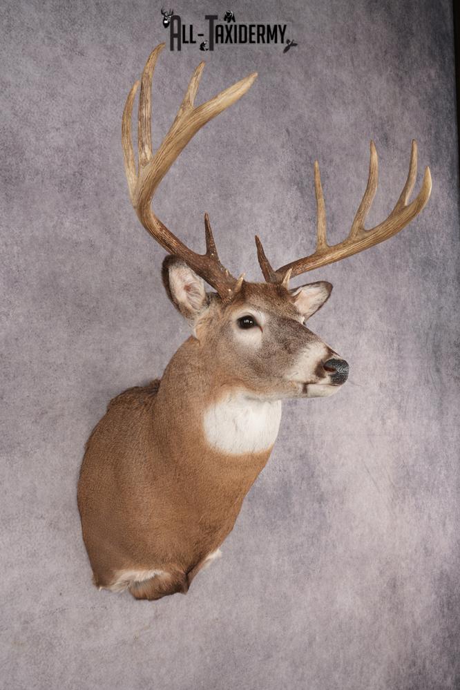 Whitetail Deer SKU 3214 - Image 6