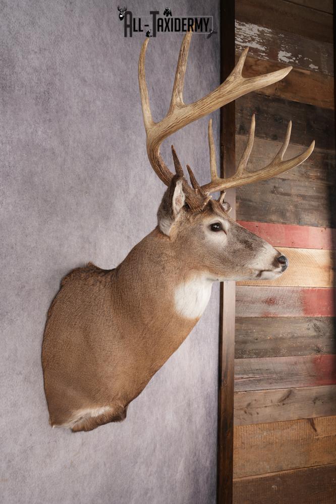 Whitetail Deer SKU 3214 - Image 5