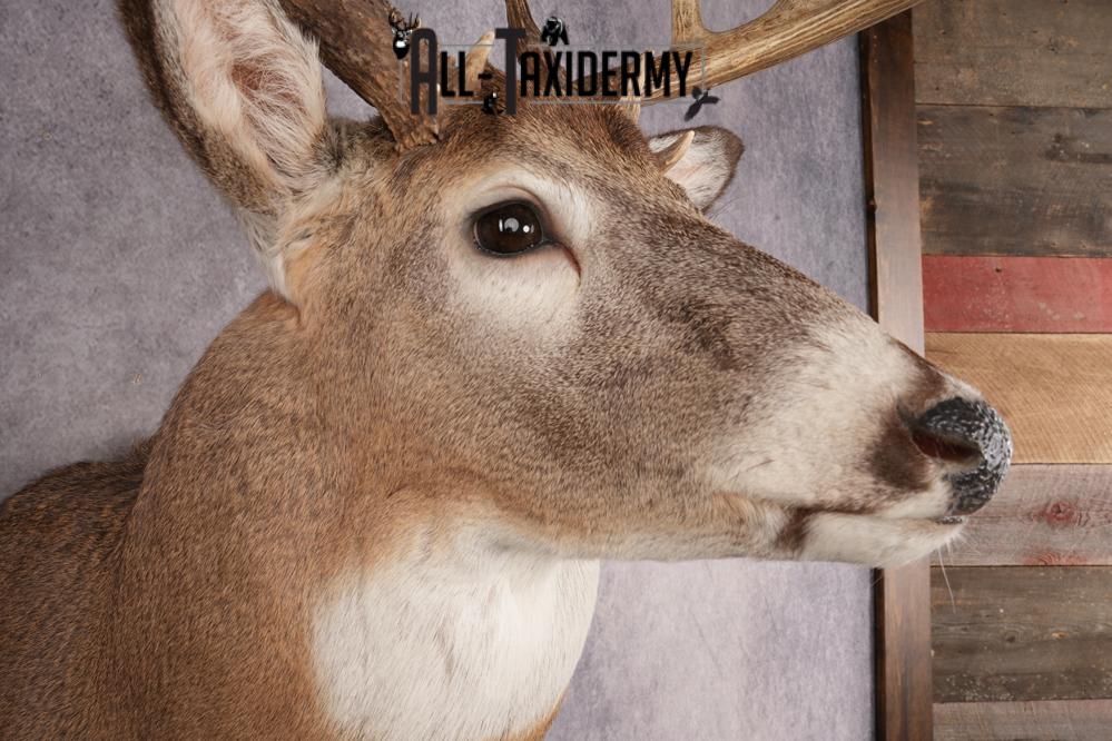 Whitetail Deer SKU 3214 - Image 4