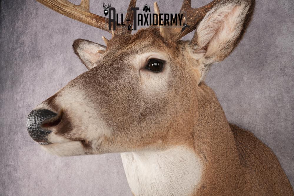 Whitetail Deer SKU 3214 - Image 3
