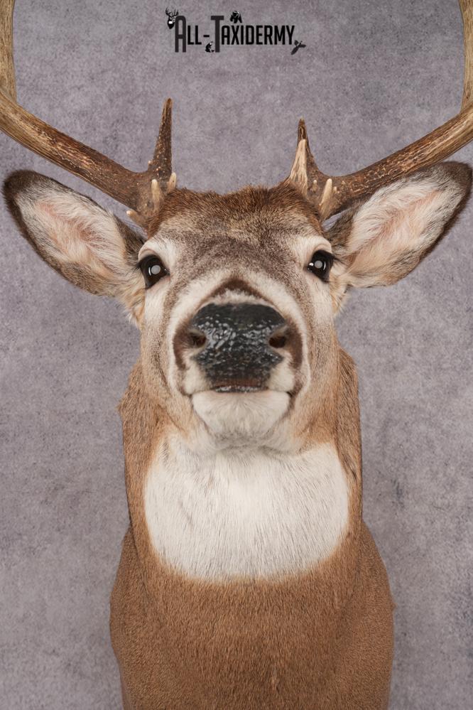 Whitetail Deer SKU 3214 - Image 2